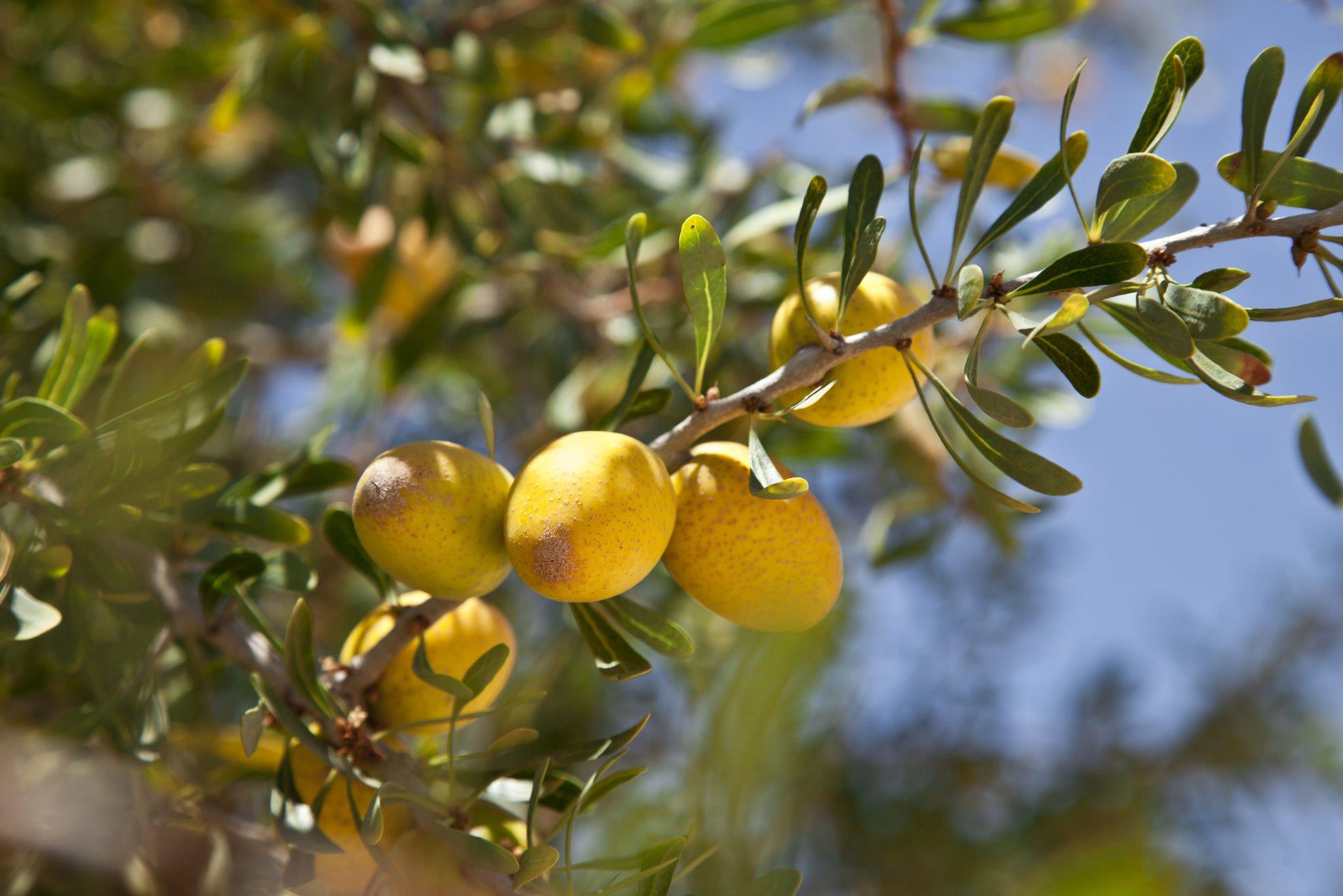 Argan Tree